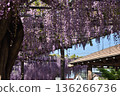 Wisteria in full bloom at Tsushima Tennogawa Park (Tsushima City, Aichi Prefecture) 136266736