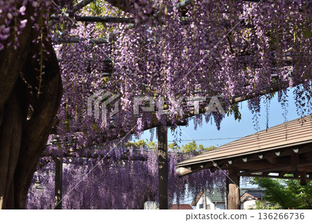 對馬天王川公園的紫藤花盛開(愛知縣對馬市) 對馬天王川公園的紫藤花盛開(愛知縣對馬市) 136266736