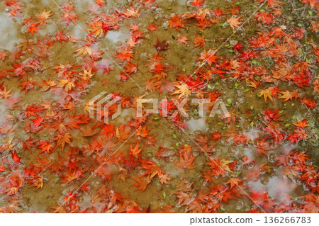 Autumn leaves fallen leaves Autumn leaves fallen leaves 136266783