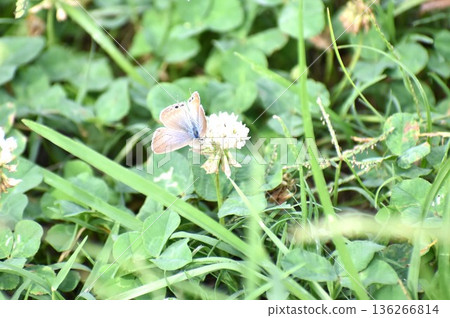 一隻蘆葦尾蝶在空中飛舞,尋找三葉草花的花蜜。 一隻蘆葦尾蝶在空中飛舞,尋找三葉草花的花蜜。 136266814