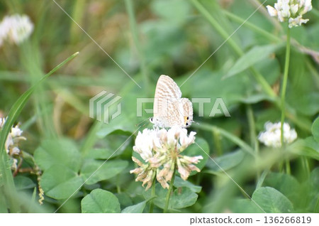 A reed-tailed butterfly flies around searching for nectar from clover flowers. A reed-tailed butterfly flies around searching for nectar from clover flowers. 136266819