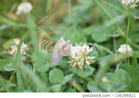 A reed-tailed butterfly flies around searching for nectar from clover flowers. A reed-tailed butterfly flies around searching for nectar from clover flowers. 136266821