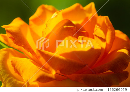 Nature. Orange rose flower for background Nature. Orange rose flower for background 136266959