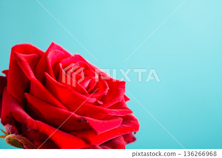 Closeup of blossoming red rose flower on blue 136266968