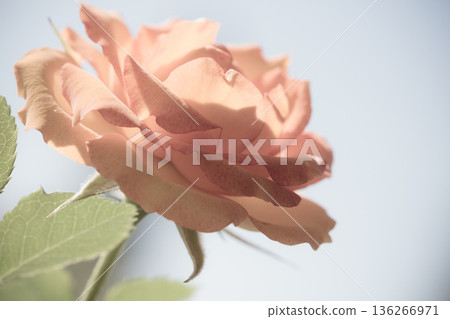 Nature. Orange soft pink flower for background Nature. Orange soft pink flower for background 136266971