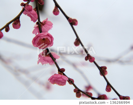 Beautiful pink plum blossoms "Mikaikou" bloom in the cold January Beautiful pink plum blossoms "Mikaikou" bloom in the cold January 136266994