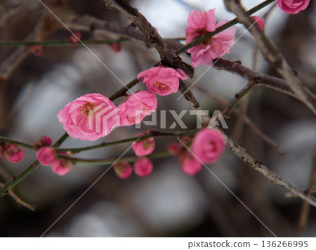Beautiful pink plum blossoms "Mikaikou" bloom in the cold January Beautiful pink plum blossoms "Mikaikou" bloom in the cold January 136266995