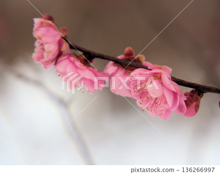 Beautiful pink plum blossoms "Mikaikou" bloom in the cold January Beautiful pink plum blossoms "Mikaikou" bloom in the cold January 136266997