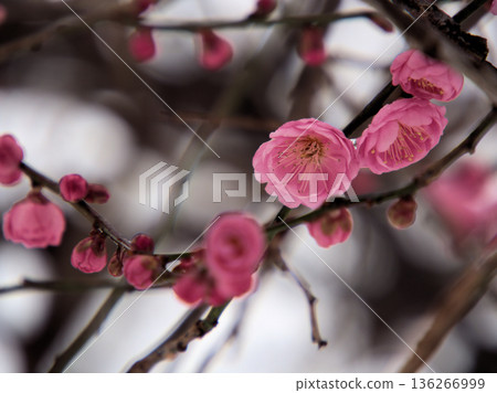 美麗的粉紅色梅花“禦界光”在寒冷的1月盛開。 136266999