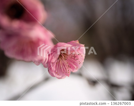 Beautiful pink plum blossoms "Mikaikou" bloom in the cold January Beautiful pink plum blossoms "Mikaikou" bloom in the cold January 136267003