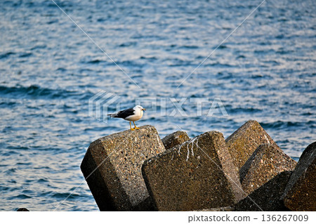 Black-tailed gulls on a wave-breaking block 136267009