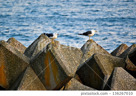Two Black-tailed Gulls on a wave-breaking block 136267010