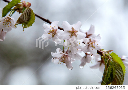 Yamazakura Yamazakura 136267035