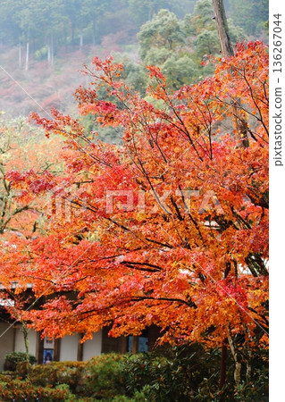 Saige-ji秋葉 136267044