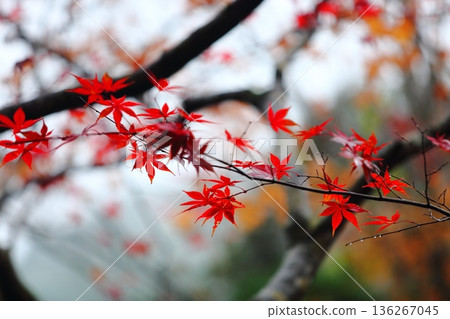 Saige-ji秋葉 136267045