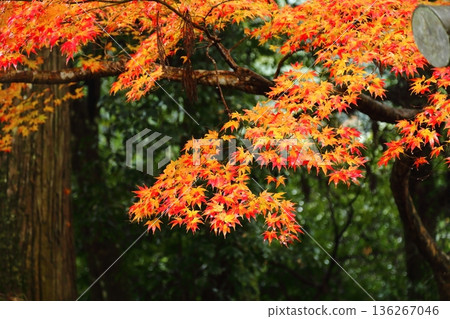 Saige-ji秋葉 136267046