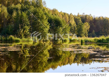 Serene Riverbank Scene with Lush Greenery Serene Riverbank Scene with Lush Greenery 136267047