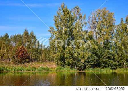 Serene Riverbank Scene with Lush Greenery Serene Riverbank Scene with Lush Greenery 136267062