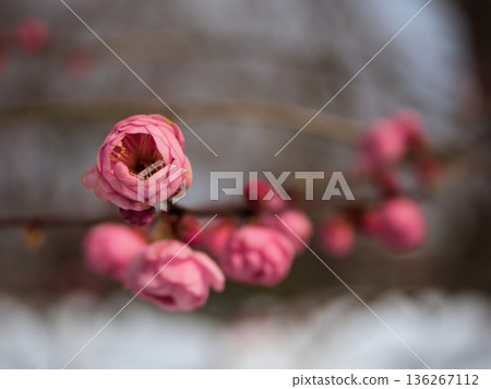 Beautiful pink plum blossoms "Mikaikou" bloom in the cold January Beautiful pink plum blossoms "Mikaikou" bloom in the cold January 136267112