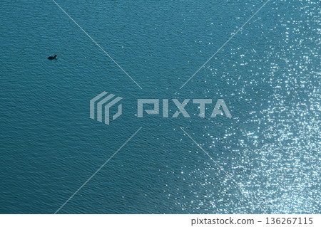 水禽在清澈湛藍的河面上游弋。 136267115