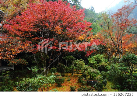 Autumn leaves of Saige-ji Autumn leaves of Saige-ji 136267225