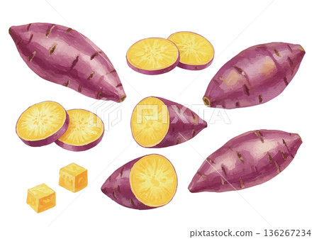 水彩風格的紅薯插圖 136267234