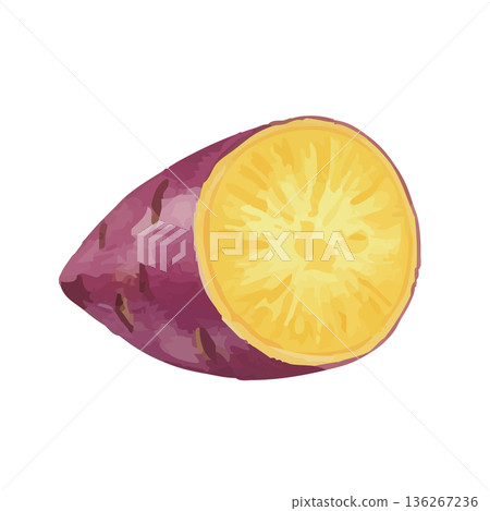 水彩風格的紅薯插圖 136267236