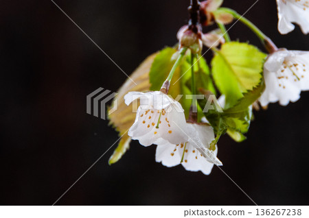 Yamazakura Yamazakura 136267238