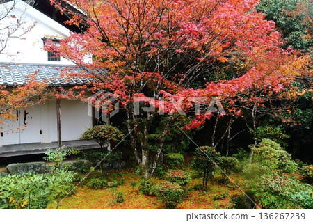 Autumn leaves of Saige-ji Autumn leaves of Saige-ji 136267239