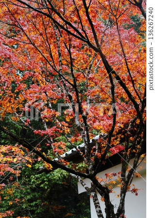 Autumn leaves of Saige-ji Autumn leaves of Saige-ji 136267240