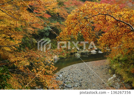 Autumn leaves of Saige-ji Autumn leaves of Saige-ji 136267356