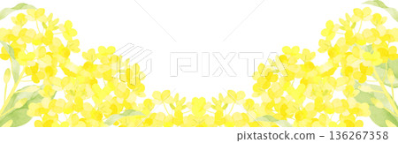 Background illustration of rape blossoms drawn in watercolor Background illustration of rape blossoms drawn in watercolor 136267358