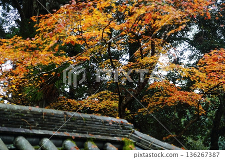 Autumn leaves of Saige-ji Autumn leaves of Saige-ji 136267387