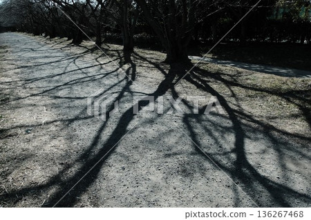 A quiet park promenade and long winter shadows 136267468