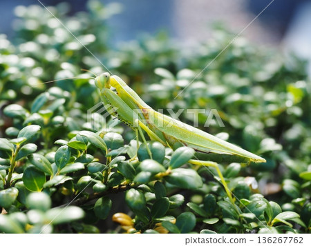 一隻在陽光下閃閃發光的螳螂 一隻在陽光下閃閃發光的螳螂 136267762