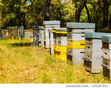 Bee hives in green forest. Beekeeping. Bee hives in green forest. Beekeeping. 136267911