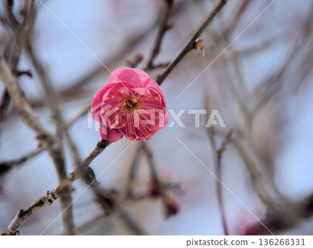 The beautiful red plum "Hinotsukasa" begins to bloom in the cold February 136268331