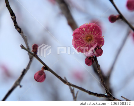 The beautiful red plum "Hinotsukasa" begins to bloom in the cold February 136268332