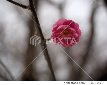 The beautiful red plum "Hinotsukasa" begins to bloom in the cold February 136268333
