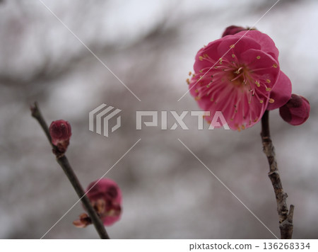 The beautiful red plum "Hinotsukasa" begins to bloom in the cold February The beautiful red plum "Hinotsukasa" begins to bloom in the cold February 136268334