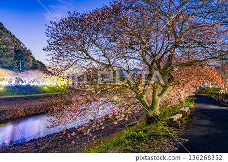 (靜岡縣南飯水町)南櫻花油菜花節燈光秀 (靜岡縣南飯水町)南櫻花油菜花節燈光秀 136268352