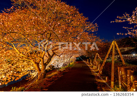(Minamiizu Town, Shizuoka Prefecture) Minami Cherry Blossom and Rape Blossom Festival Light-up (Minamiizu Town, Shizuoka Prefecture) Minami Cherry Blossom and Rape Blossom Festival Light-up 136268354