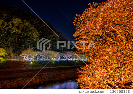 (Minamiizu Town, Shizuoka Prefecture) Minami Cherry Blossom and Rape Blossom Festival Light-up (Minamiizu Town, Shizuoka Prefecture) Minami Cherry Blossom and Rape Blossom Festival Light-up 136268358