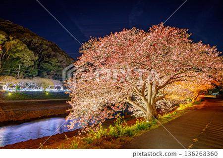 (Minamiizu Town, Shizuoka Prefecture) Minami Cherry Blossom and Rape Blossom Festival Light-up (Minamiizu Town, Shizuoka Prefecture) Minami Cherry Blossom and Rape Blossom Festival Light-up 136268360