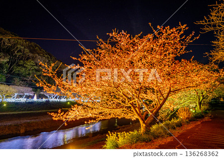 (Minamiizu Town, Shizuoka Prefecture) Minami Cherry Blossom and Rape Blossom Festival Light-up (Minamiizu Town, Shizuoka Prefecture) Minami Cherry Blossom and Rape Blossom Festival Light-up 136268362