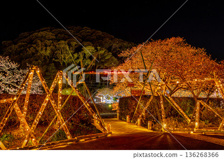 (Minamiizu Town, Shizuoka Prefecture) Minami Cherry Blossom and Rape Blossom Festival Light-up (Minamiizu Town, Shizuoka Prefecture) Minami Cherry Blossom and Rape Blossom Festival Light-up 136268366