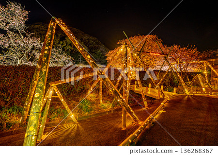 (Minamiizu Town, Shizuoka Prefecture) Minami Cherry Blossom and Rape Blossom Festival Light-up 136268367