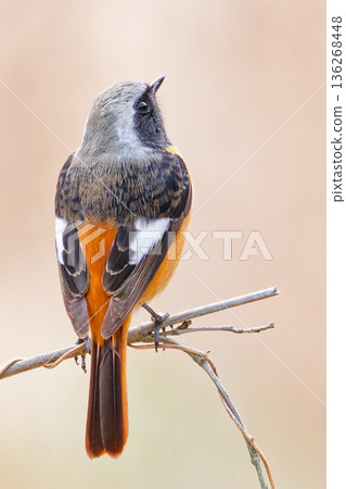 Male Daurian Redstart at dusk Male Daurian Redstart at dusk 136268448