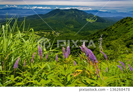 Mount Iizuna seen from the Togakushi mountain range where veronica blooms 136268478
