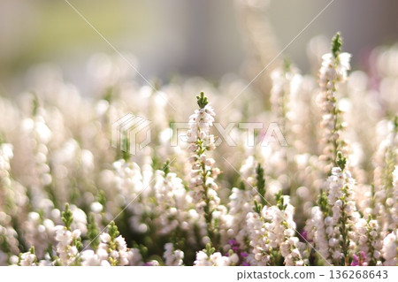 Fantastic flower Erica Fantastic flower Erica 136268643